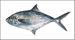 [7522] Palometa 1000-2000 g/pz