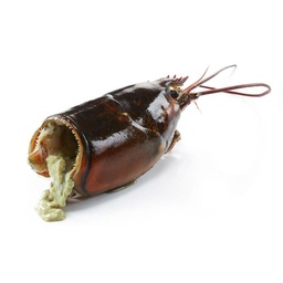 [SL-LLC003] Cabezas Bogavante Canadá C/7,26kg