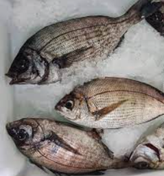 [7043N] Dorada Negra 300/500