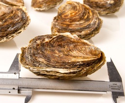 [741OV] Ostra Gallega Ovalada 25pz