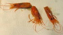 [1141] Gamba Alistada Caps Estoig 1kg aprox