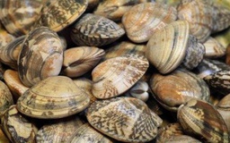 [721Z] Almeja Japonica 20-25 pz/kg (XXL)