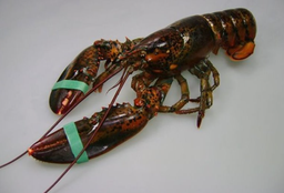 [C3320101] Llamàntol Canada 550/650 Congelat C/6kg