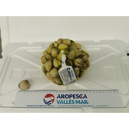 [770G] Berberecho (70/80) (G)