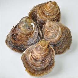 [741E] Ostra Especial Gallega 25 Piezas