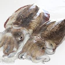 [716G] Sípia Fresca G S/C