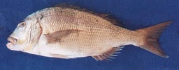 [793] Dento 1000-3000 g/pz