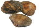 [721J] Almeja Japonica G Cj 2 kg/ 50p