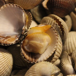 [770S] Escopinya Super King 40/60