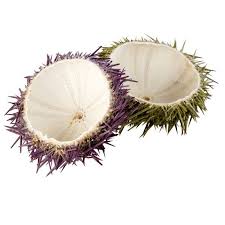 [701C] Conchas Erizo Cj/35 Und Eris-Mar