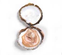 [741S] Ostra (SUPER GEGANT) Gallega 25 Peces