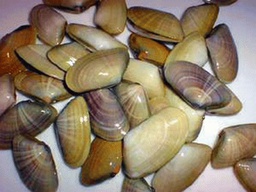 [771G] Tallarines G