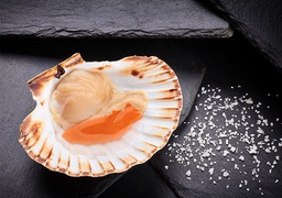 [725C] Vieires Conquilles