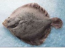 [7584] Turbot Salvatge 3/4