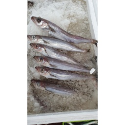 [7695] Pescadilla 300-400 g/pz