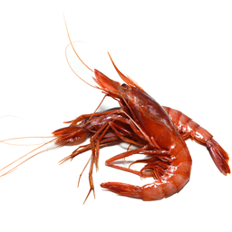 [C3316103] Gamba Roja Costa Marruecos 18-20 pz/kg