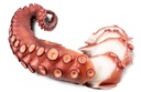 [794CC] Pulpo Cabezon