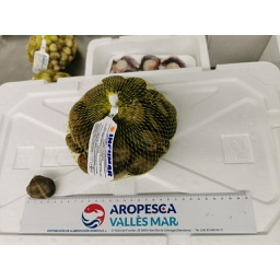 [721F] Almeja Cultivo 30-40 pz/kg (XL) 1kg