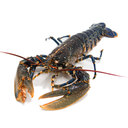 [7314P] Bogavante (PAÍS 800/1200 Gr)