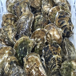 [741W] Ostra Delta Especial 6 Uni W