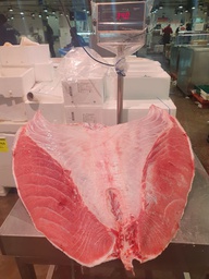 [704VV] Tonyina Ventresca BF Ikejime