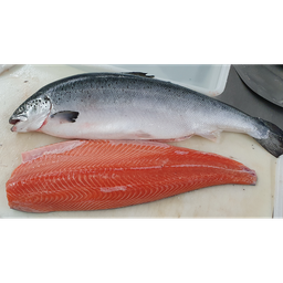 [7757] Salmó High Quality 6/7