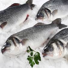 [703PE] Llobarro 2600/3500 Premium Evo