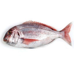 [754PE] Pargo 1/2 Premium Evo