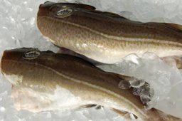 [7717XE] Bacalao 2/4 Skrey Premium Evo