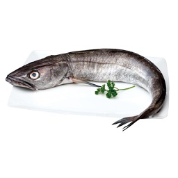 [714A] volanta norte 1500/2000