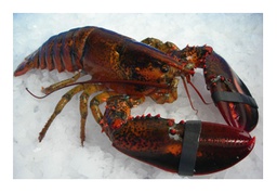 [731CO] Bogavante Congelado Roto