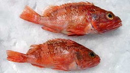 [709F] Gallineta Fileteada 50/80gr