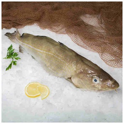 [7171R] Bacallà Filet Refrigerat 100/200 Cj/4kg